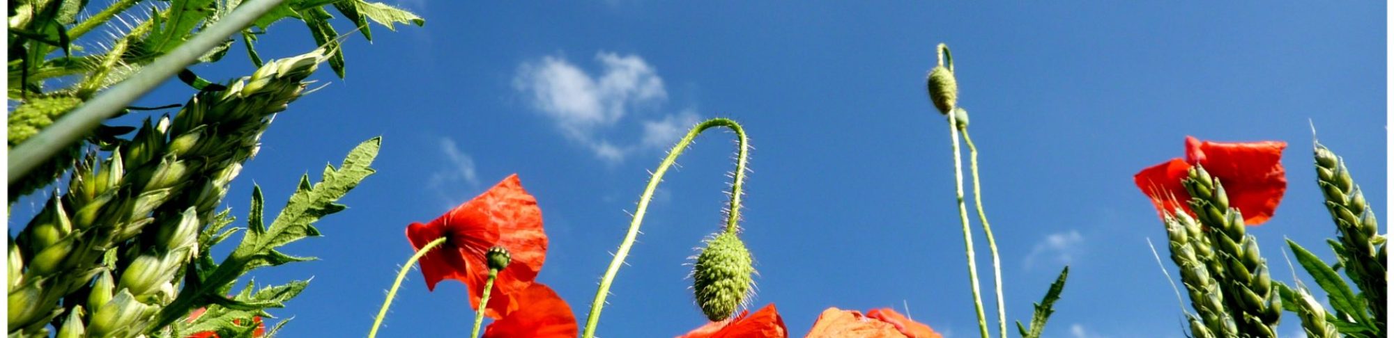 Coquelicots