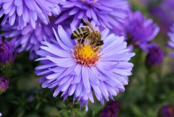 Essaim d’abeilles